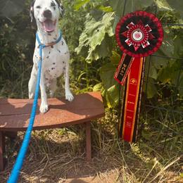 Dalmatian All Grown Up from Rosais Acres LLC