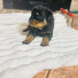 Yellow Girl - Black and mahogany female Rottweiler puppy in Humble, Texas from Inexorable Haus Early Rotts
