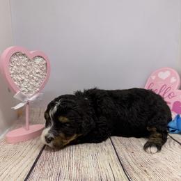 Junior - Tri-color male Bernedoodle puppy in Wytheville, Virginia from Pine Brook Pups