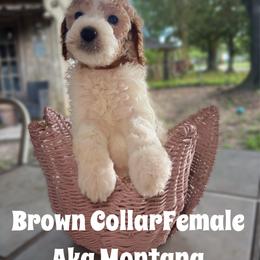 Brown Collar Female - aka Montana - Parti female Goldendoodle puppy in Eunice, Louisiana from Maison De Pawz