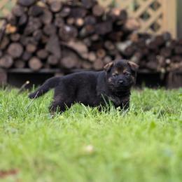 German Shepherd Puppies from Zwinger Vom Rabenauge