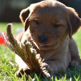 Golden Retriever Puppies from Earley Goldens