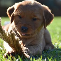 Golden Retriever Puppies from Earley Goldens