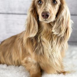 Anatoly - Dachshund