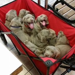 Dilute Retriever Puppies from Walker Creek Silver Labs