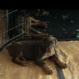 Dachshund and Doberman Pinscher Puppies from Cornerstone Dobermans and Dachshunds