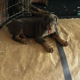 Dachshund and Doberman Pinscher Puppies from Cornerstone Dobermans and Dachshunds