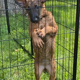 Belgian Malinois Puppies from Pyrex Kennels