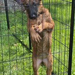 Belgian Malinois Puppies from Pyrex Kennels