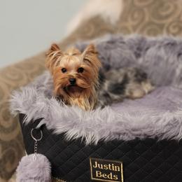 Glitch  - Yorkshire Terrier