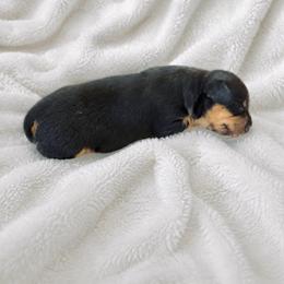 Serenity - Black and tan female Dachshund puppy in Augusta, Georgia from Cherokee Hill Dachshunds