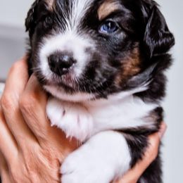 Australian Shepherd Puppies from Caramel Bliss Kennel - East Coast Aussies