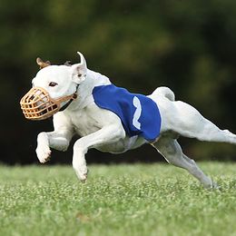 Bam - Jack Russell Terrier