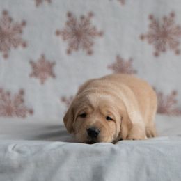 Labrador Retriever Puppies from Sun Ridge Labradors