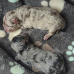 AKC Ivy - Blue merle female Pomeranian puppy in Albany, Indiana from Hatz Off Puppies