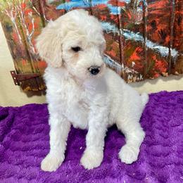 Rocket - Cream male Labradoodle puppy in Craig, Nebraska from Top Knot Companions Poodles and Labradoodles