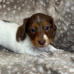 Hershey AKC - Chocolate and tan female Dachshund puppy in Osage, Oklahoma from Vandruff Creek Mini Dachshunds