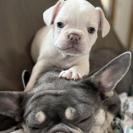 Orion - Cream male French Bulldog puppy in East Greenwich, Rhode Island from DaSilvas Estrella AKC