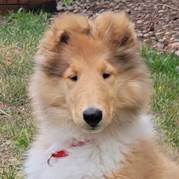 Nani - Collie
