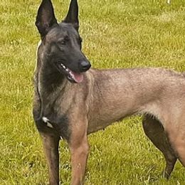 Belgian Malinois and Great Danes from Dream K9