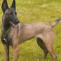Belgian Malinois and Great Danes from Dream K9