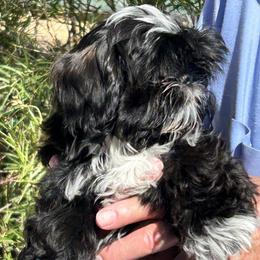 Kiki - Black and white female Shih Tzu puppy in Victorville, California from Precioustzus
