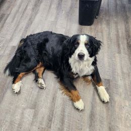 Trixy - Bernese Mountain Dog