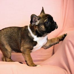 French Bulldog Puppies from Snuggle Buddy French Bulldogs