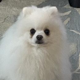 French Bulldogs and Pomeranians from Florida Frenchies By the Sea, LLC