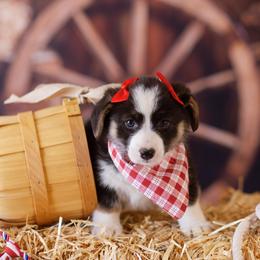 Pembroke Welsh Corgi Puppies from Big Sky Corgis