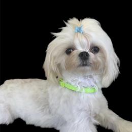 Maltese puppies from Clearview Canines