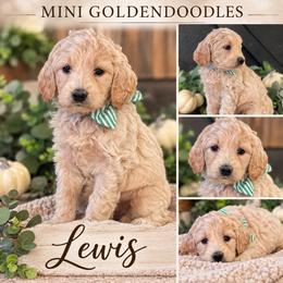 Lewis - Cream male Goldendoodle puppy in St Anthony, Idaho from Diamond H Puppies