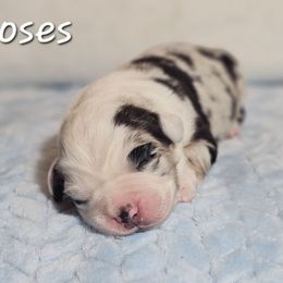 Moses - Blue merle male Australian Shepherd puppy in Owensboro, Kentucky from JnT's Bluegrass Mini Aussies