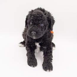 Raja - Orange Collar - Black male Labradoodle puppy in Lehi, Utah from Our Little Farm Life Doodles