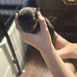 Girl 1 - Rottweiler puppy in Klamath Falls, Oregon from Tismic Rottweilers