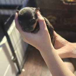 Girl 1 - Rottweiler puppy in Klamath Falls, Oregon from Tismic Rottweilers