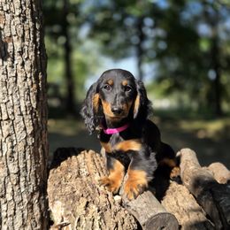 AKC Meet Siceel :) - Black and tan female Dachshund puppy in Centerville, Iowa from Barnyard Dachshunds, Dals & Doodles