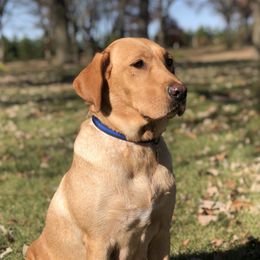 Bella - Labrador Retriever