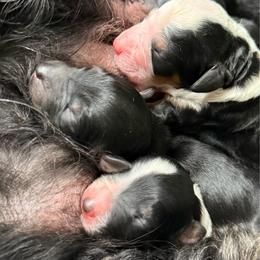 Tricolor Girl 2 - Tri-color female Bernedoodle puppy in Montverde, Florida from Central Florida Bernedoodles