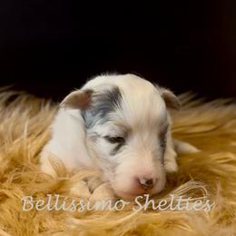 Sally - Blue merle white and tan female Shetland Sheepdog puppy in Idaho from Bellissimo Shelties