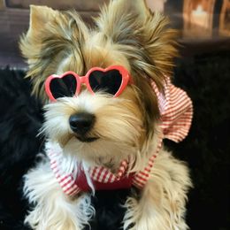 Yorkshire Terrier All Grown Up from Amy Timpe