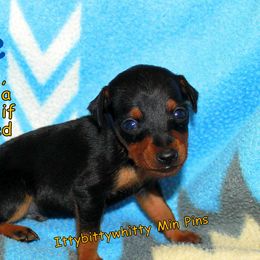 Miniature Pinschers from Ze-Whi's Miniature Pinscher