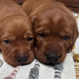Female 2 - Yellow female Labrador Retriever puppy in Wardensville, West Virginia from Sager’s Labrador Puppies