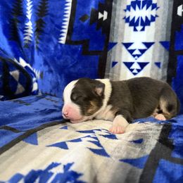 Re - Black tri-color male Australian Shepherd puppy in Pendleton, Oregon from High West Aussies