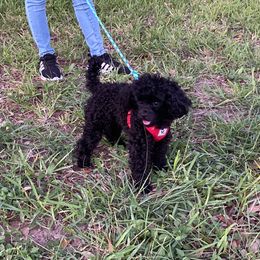 Winston - Poodle