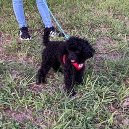Winston - Poodle