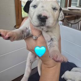 Rain - White and black female Dalmatian puppy in Janesville, Wisconsin from Legacy Dalmatians
