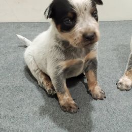Australian Cattle Dog Puppies from DCR Working ACD