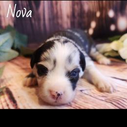 Nova - Blue merle male Miniature Australian Shepherd puppy in Macomb, Missouri from Faunus Farms and Aussies