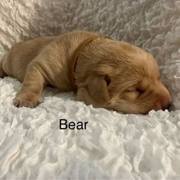 Bear - Yellow male Labrador Retriever puppy in Princess Anne, Maryland from Little Farm